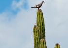 Aruba-20