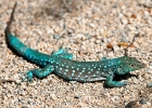 Aruba-21