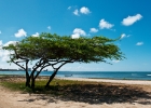 Aruba-28