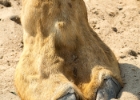 Bahrein-16