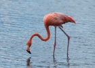 Bonaire-13