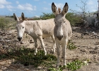 Bonaire-15