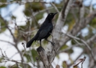 Bonaire-17