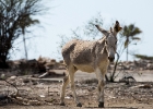 Bonaire-18