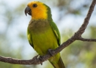 Bonaire-19