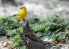 Bonaire-20