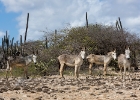 Bonaire-3