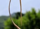 C12