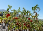 Santorini-18