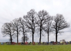 Scheldeprijs2016-1